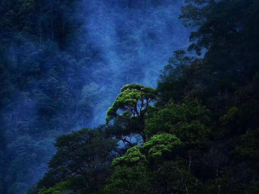 古诗 早梅是谁写的-你的问题有答案